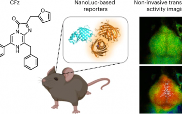 Nature Chemical Biology：用于脑无创成像的优化生物发光底物
