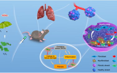 ACS Nano：具有广谱抗氧化活性的碳化钒纳米片用于肺纤维化治疗