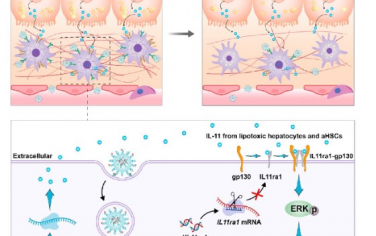 ACS Nano：纳米颗粒介导RNA疗法可通过靶向活化肝星状细胞缓解非酒精性脂肪性肝炎及其相关纤维化