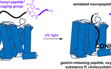 JACS：光老化胺化神经肽的仿生C末端延伸策略
