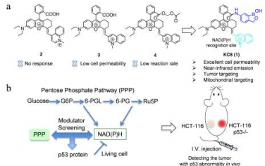 Angew：可激活的近红外荧光探针用于NAD(P)H检测和对体内的p53异常进行实时监测