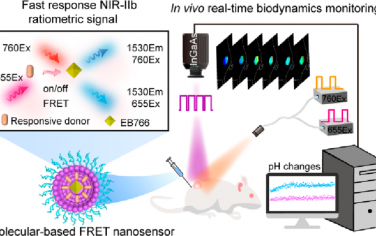 Nano Lett：分子基动态比率NIR-IIb荧光FRET纳米传感器用于实时体内成像和传感