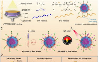 Biomaterials：在镁合金上形成具有抗菌、成骨和血管生成性能的pH/NIR响应性自愈合涂层