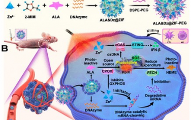 ACS Nano：DNA酶纳米颗粒通过调节光敏剂代谢可放大线粒体靶向光动力学免疫疗法