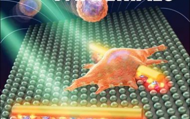 AFM：通过原位配体桥接调节巨噬细胞