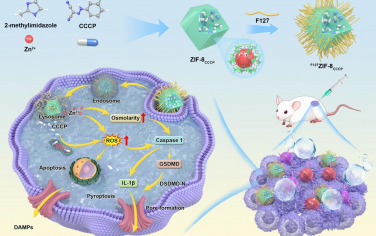 Angew：ZIF-8纳米颗粒可诱导焦亡以用于高效的癌症免疫治疗
