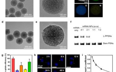 ACS Nano： 多孔二氧化硅纳米颗粒增强工程IL-2 mRNA的局部递送以促进有效的抗肿瘤免疫