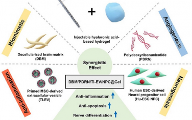 Biomaterials：基于生物活性水凝胶的多模式脊椎损伤修复治疗策略