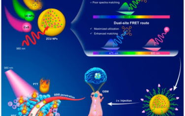 ACS Nano：上转换纳米粒子基脑靶向纳米治疗剂促进近红外光治疗胶质瘤