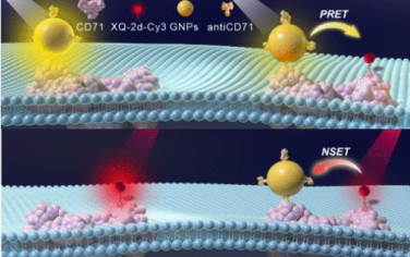 Nano Letters：等离子共振能量转移纳米尺可在活细胞膜上标定分子距离和相互作用