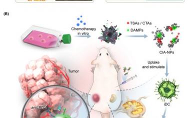 Biomaterials：化疗诱导的纳米疫苗可实现免疫原性等效以改善癌症化学免疫治疗