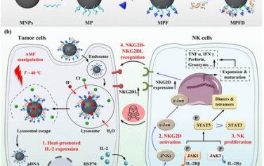 JACS：通过磁操控NK细胞的增殖和活化可促进原位肝癌的免疫治疗