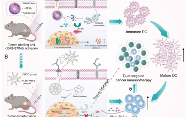 Angew：生物正交反应介导肿瘤选择性递送CRISPR/Cas9系统以实现双靶向癌症免疫疗法