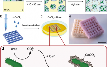 Materials Today：活性结构生物复合材料的3D打印