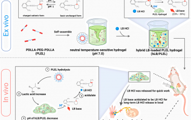 Biomaterials：利用温敏可注射水凝胶长期缓释左布比卡因以用于术后疼痛管理