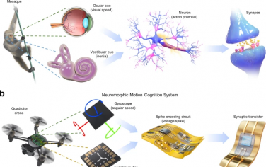 Nature Communications：哺乳动物大脑启发的神经形态运动认知神经实现跨模态感知增强