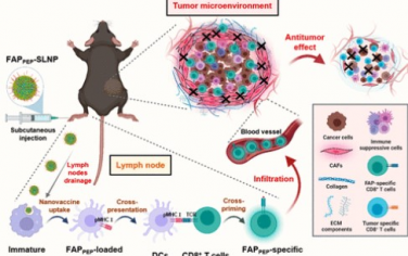 ACS Nano：展现免疫显性T细胞表位的纳米疫苗可有效对抗肿瘤