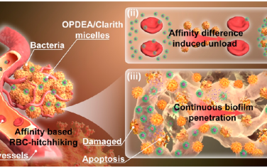 ACS Nano：细胞选择性结合的两性离子聚合物胶束可提高抗生素的递送效率