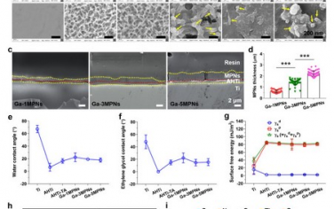 Biomaterials：抗氧化和抗菌的镓(III)-酚涂层通过促进骨生成和抑制破骨细胞来增强钛种植体的骨整合能力
