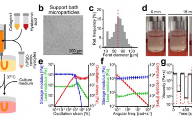 Advanced Materials： 直接3d生物打印hiPSC来源的心肌细胞生成功能性心脏组织