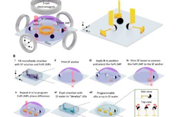 Science Advances：具有同步可编程性的 3D 打印微米级无线磁性纤毛