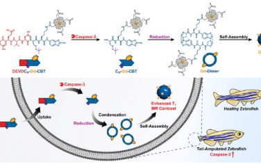 Nano Letters：Caspase-3触发胞内钆纳米颗粒形成以成像细胞凋亡