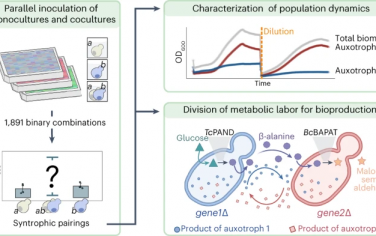 Nature Chemical Biology：自发建立的同养酵母群落提高了生物产量