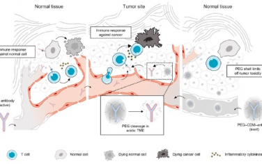 ACS Nano：功能化掩蔽抗体可在检查点阻断疗法中发挥解毒作用