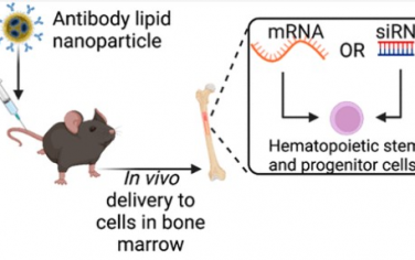Nano Letters：在体内向干细胞递送RNA