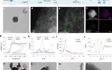 Nature Nanotechnology：人工酶武装长双歧杆菌益生菌缓解肠道炎症和微生物群失调