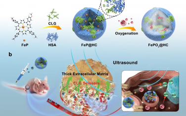 Biomaterials：可裂解的胶原酶辅助的纳米声敏剂用于肿瘤穿透和声动力治疗