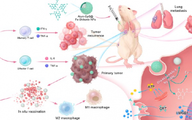 ACS Nano：共递送铁死亡和坏死性凋亡产生的自体肿瘤细胞裂解物和联合免疫佐剂以产生抗肿瘤免疫