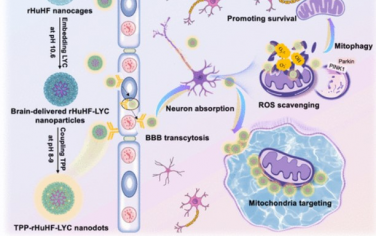 ACS Nano： 通过序列靶向番茄红素纳米点促进促生存线粒体自噬以缓解帕金森病