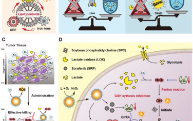 Biomaterials：肿瘤微环境触发脂质氧化还原循环以实现高效三阴性乳腺癌治疗