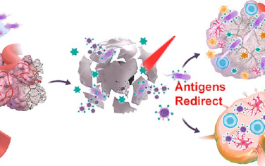 ACS Nano：通过工程光合细菌和衍生的外膜囊泡重定向抗原以增强癌症免疫治疗