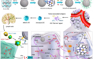 JACS：多酶共表达的纳米酶可通过活化干扰素和靶向花生四烯酸代谢诱导级联免疫原性铁死亡