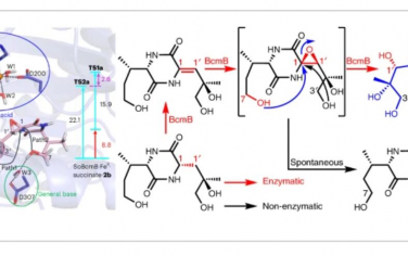 Nature Catalysis：双环霉素生物合成中的酶催化有利于八元环闭合而非五元环闭合