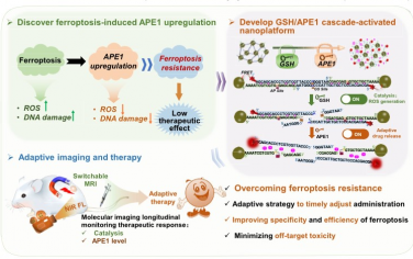 ACS Nano：GSH /APE1级联活化纳米平台用于成像治疗耐受性动力学和酶介导铁死亡
