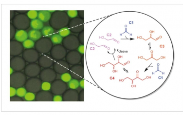 Nature Chemistry：小分子自催化驱动隔室生长、竞争和繁殖