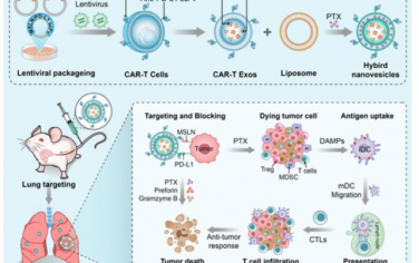 ACS Nano：CAR-T细胞衍生外泌体和脂质体组成的序列靶向杂交纳米囊泡用于增强癌症免疫化疗