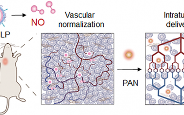 Nano. Lett：负载一氧化氮的仿生脂蛋白用于改善结合白蛋白的紫杉醇纳米颗粒的瘤内递送和化疗