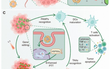 Nano Letters：CRISPR-Cas系统对肿瘤的深度渗透可实现通过益生菌进行光热致敏免疫治疗