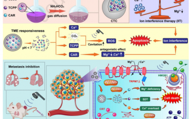 Biomaterials：碳酸钙驱动的离子稳态扰动剂可实现氧化损伤增强的Ca2+/Mg2+干扰治疗