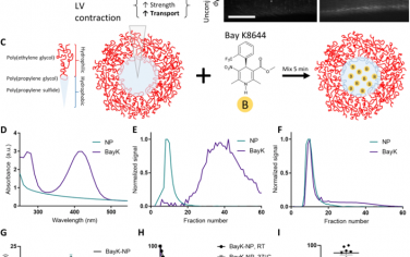 Science Advances：淋巴引流纳米颗粒将Bay K8644有效载荷输送至淋巴管并增强其泵送功能