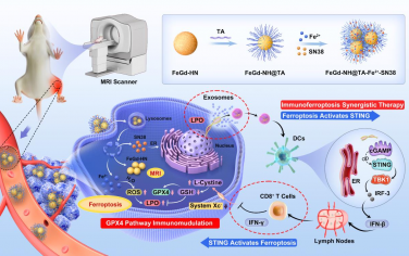 Biomaterials：可激活STING通路的对比剂用于MRI引导的肿瘤免疫铁死亡协同治疗