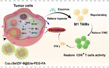 ACS Nano：可自产生氧气的纳米反应器介导的铁死亡激活及免疫治疗