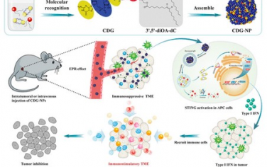 ACS Nano：超分子环状二核苷酸纳米颗粒可实现STING介导癌症免疫疗法