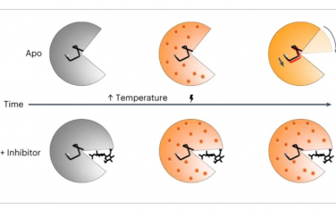 Nature Chemistry：利用温度跳跃X射线晶体学在高空间分辨率下绘制蛋白质动力学