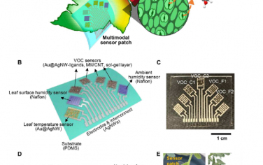 Science Advances：用于连续植物生理学监测的近轴叶表面安装多模式可穿戴传感器