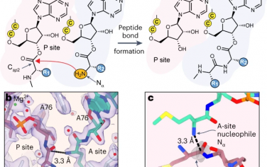 Nature Chemistry：大肠杆菌核糖体的原子模拟为翻译活性底物的选择提供了标准
